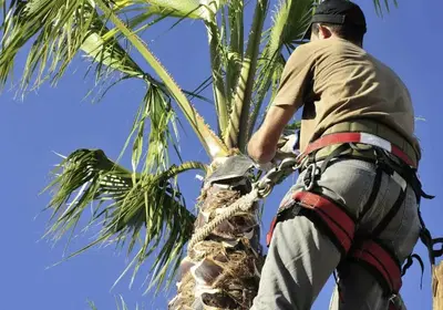 AZ Palm Trimmers