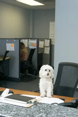 Business Photo