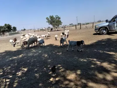Kern County Sewer Septic Pumping & Portable Toilets