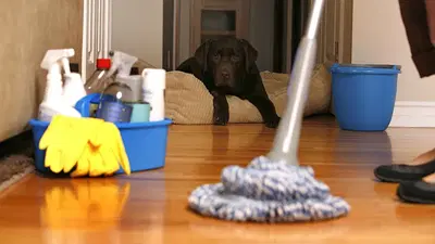 All Clean