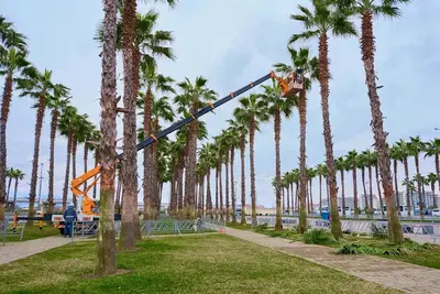 LV Palm Trimmers