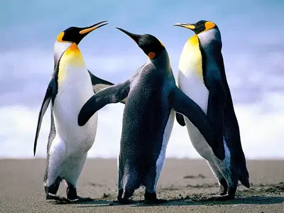 Business Photo