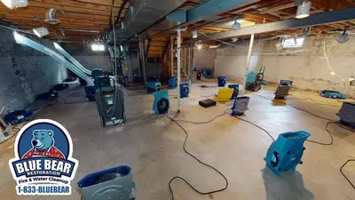 Blue Bear Restoration