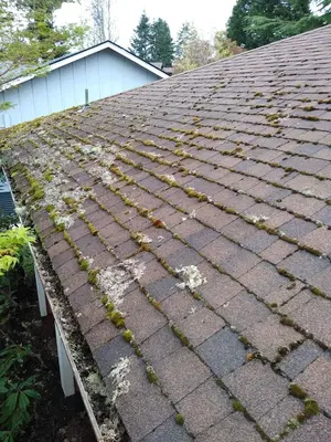 Alpha Roof Care