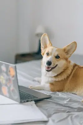 Business Photo