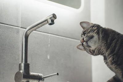 Plumber Near Me