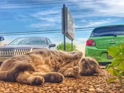 A/C Speedo Electric LLC